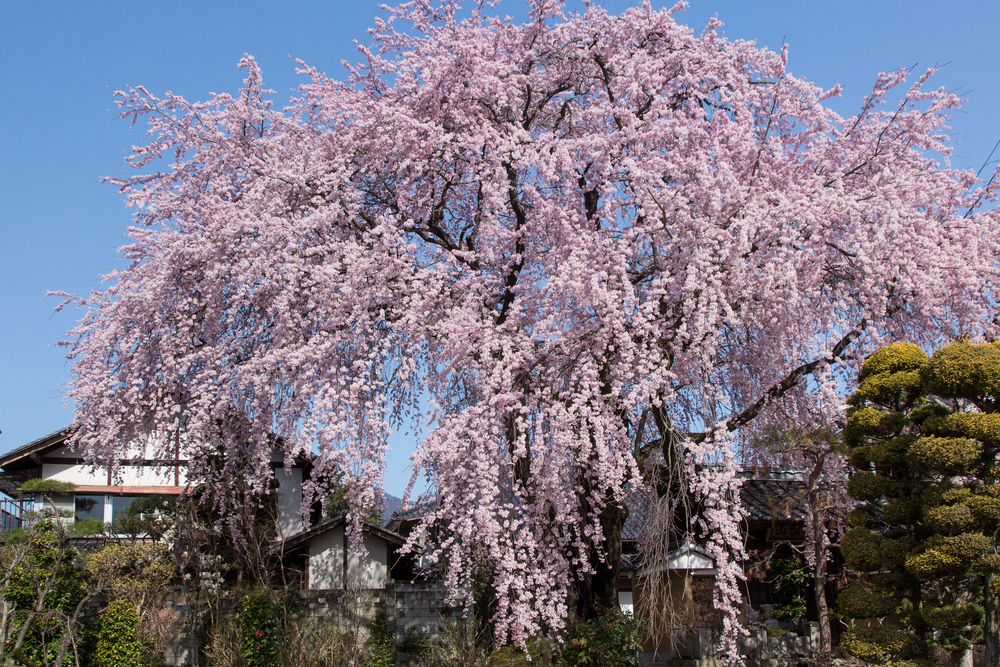 黄梅院の枝垂れ桜