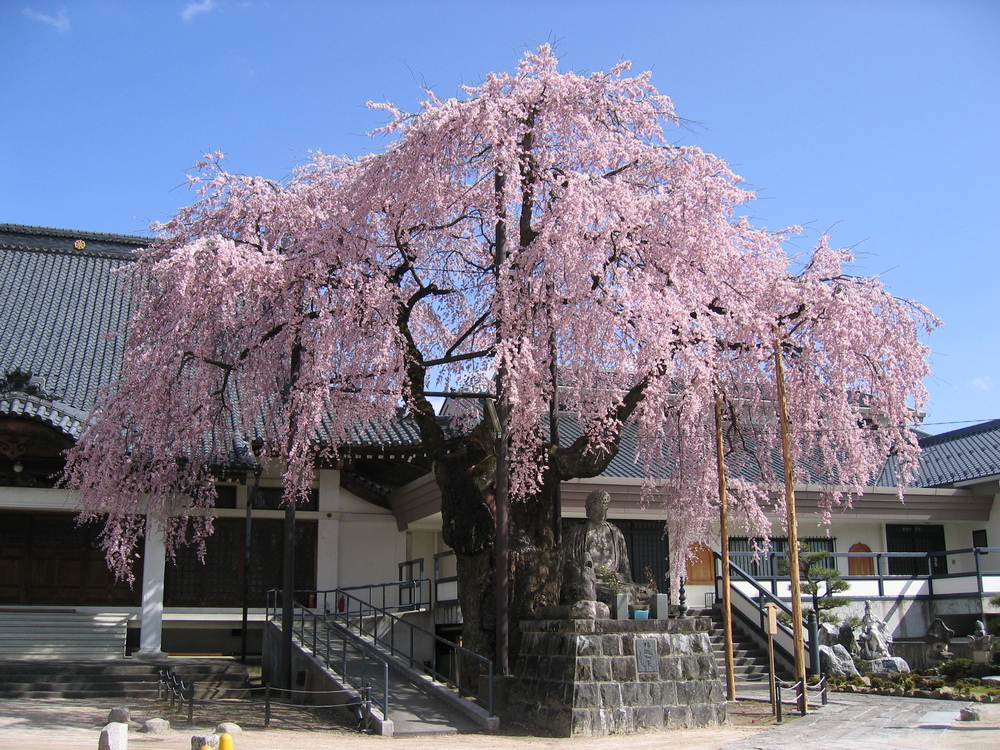 専照寺の枝垂れ桜