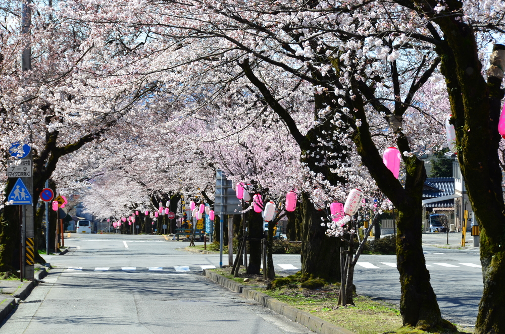 大宮通りの桜並木