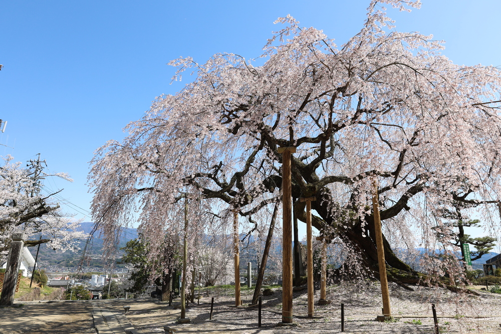 麻績の里 舞台桜