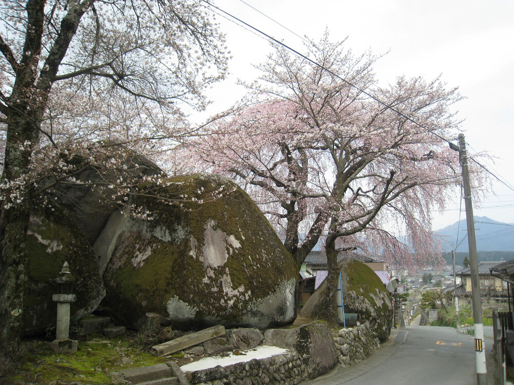 三石の枝垂れ桜