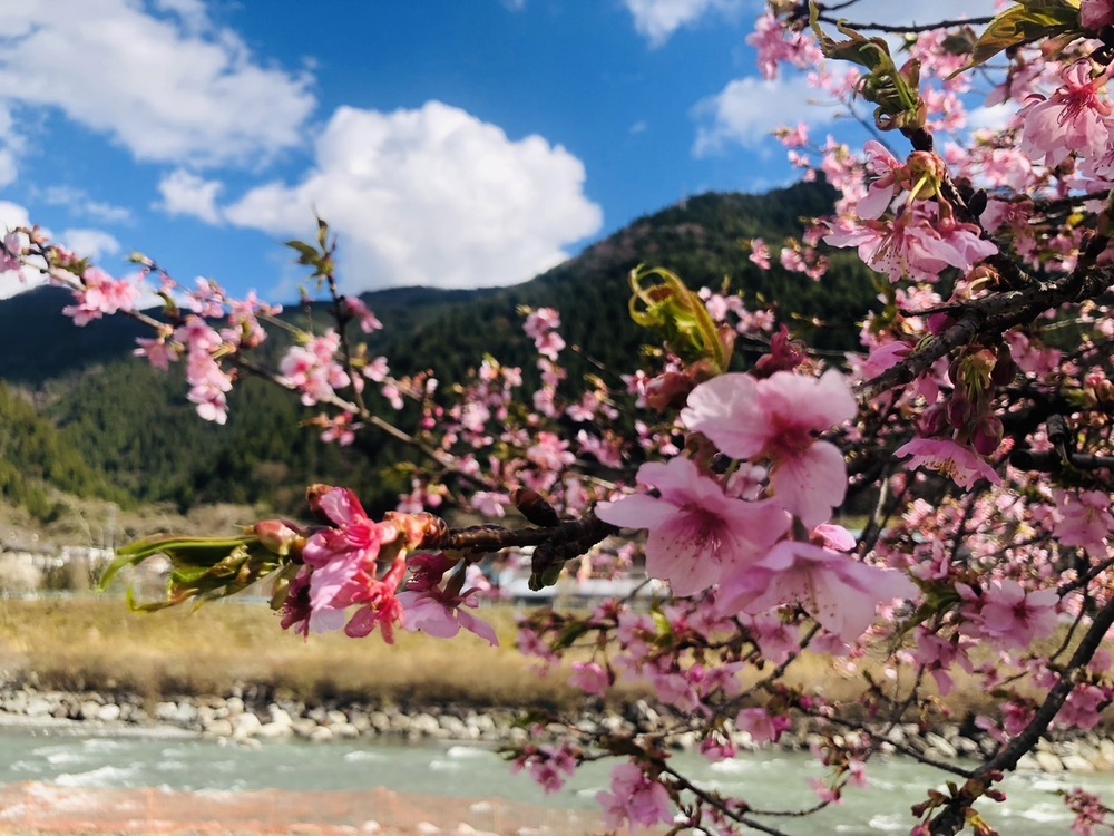 河津桜（右岸）1