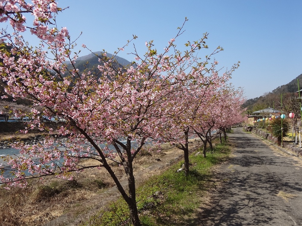 河津桜（右岸）1