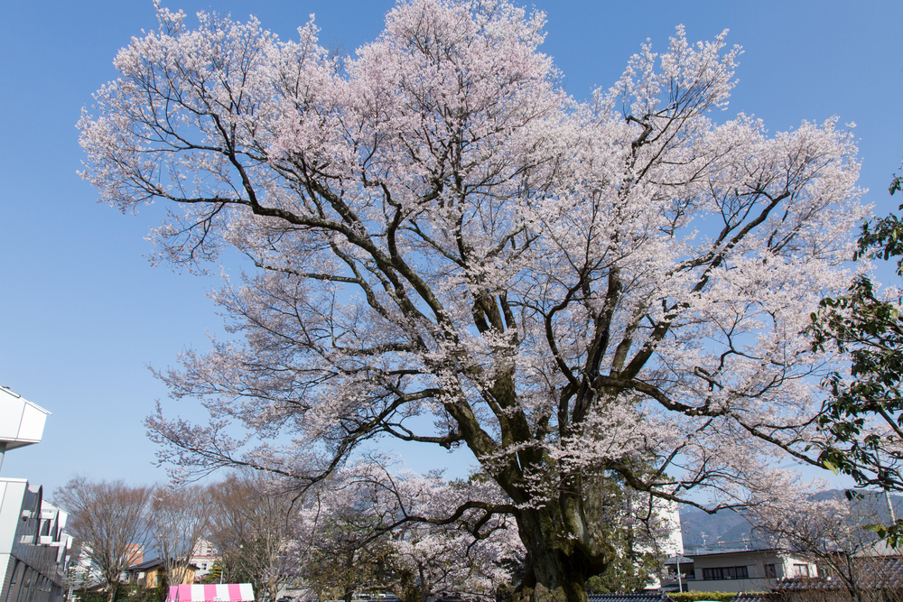 安富桜