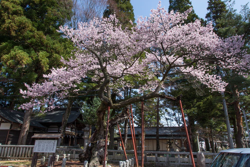 清秀桜