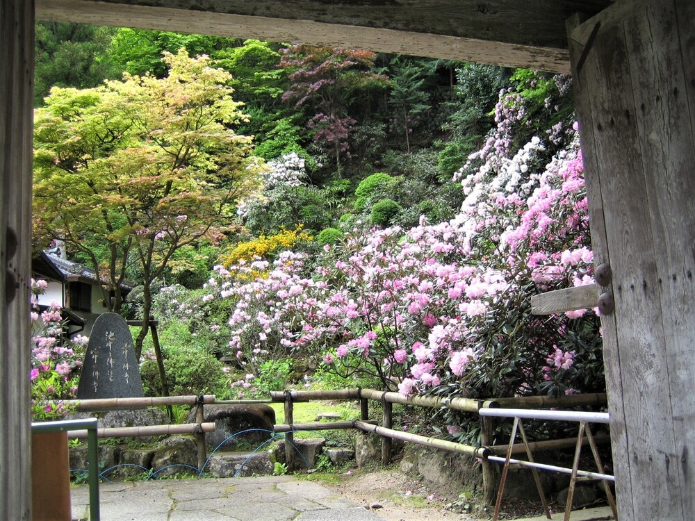 保寿寺の石楠花（シャクナゲ）