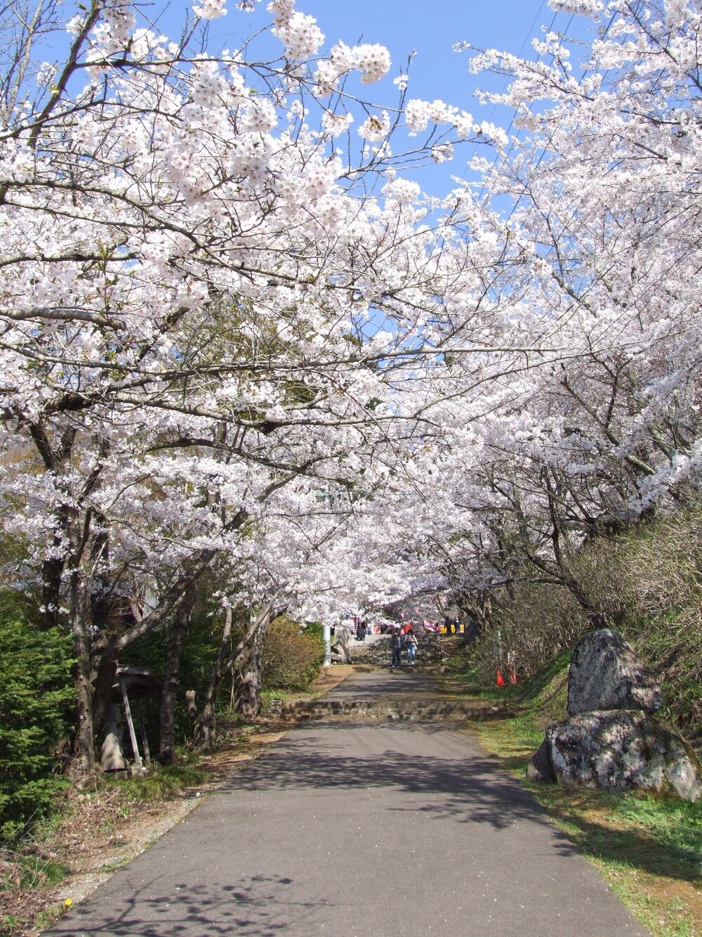 東山公園の桜