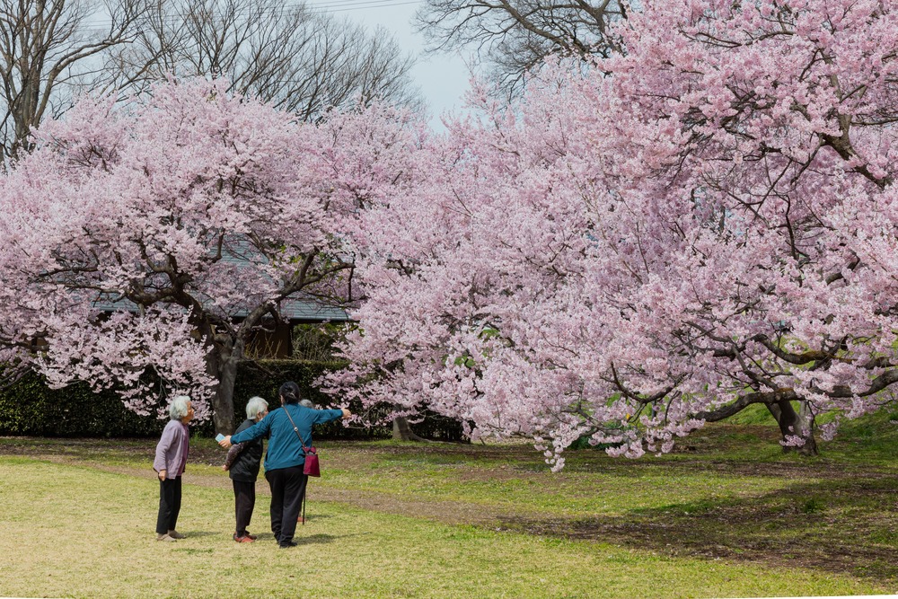 高梨館跡公園の桜・高梨氏館跡