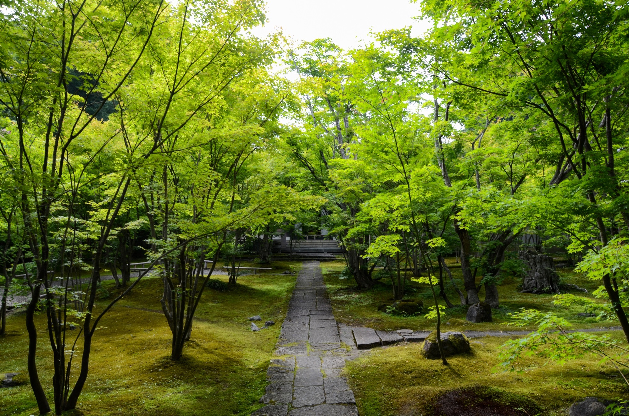 爽やかな緑が茂る寺町を歩きます
