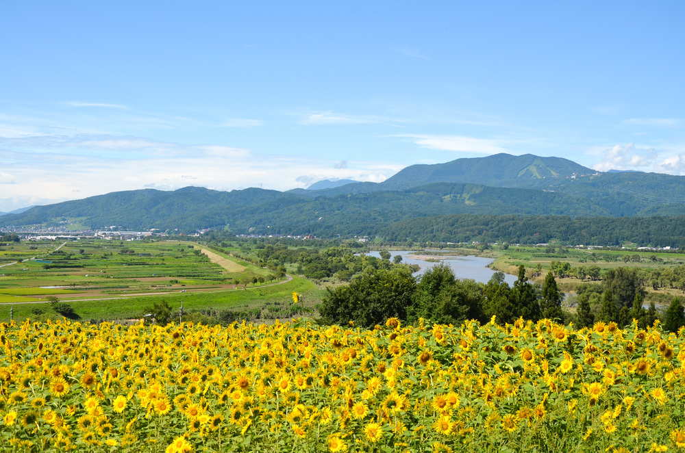 菜の花公園のひまわり【例年見頃8月10日頃】