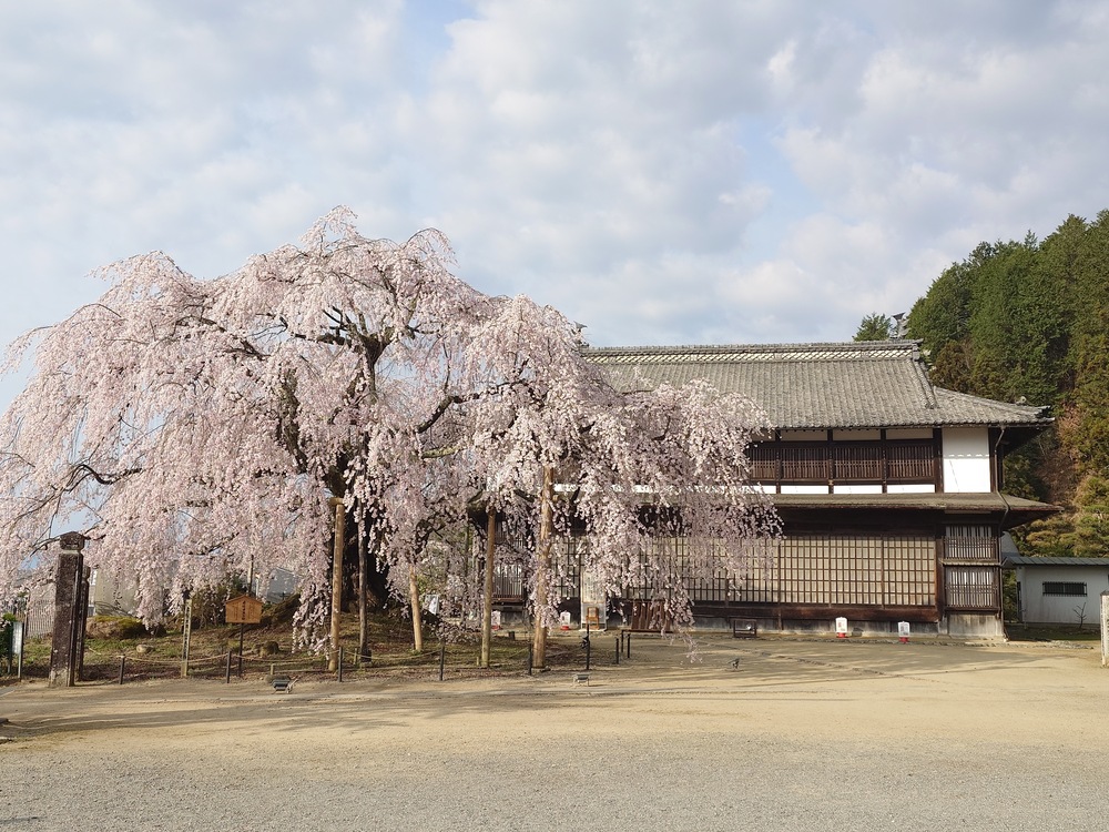 麻績の里 舞台桜