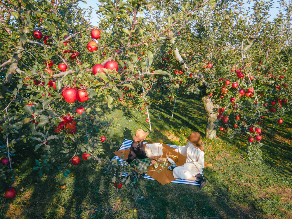 Orchard Picnic - A picnic in an orchard with distant views of the Alps