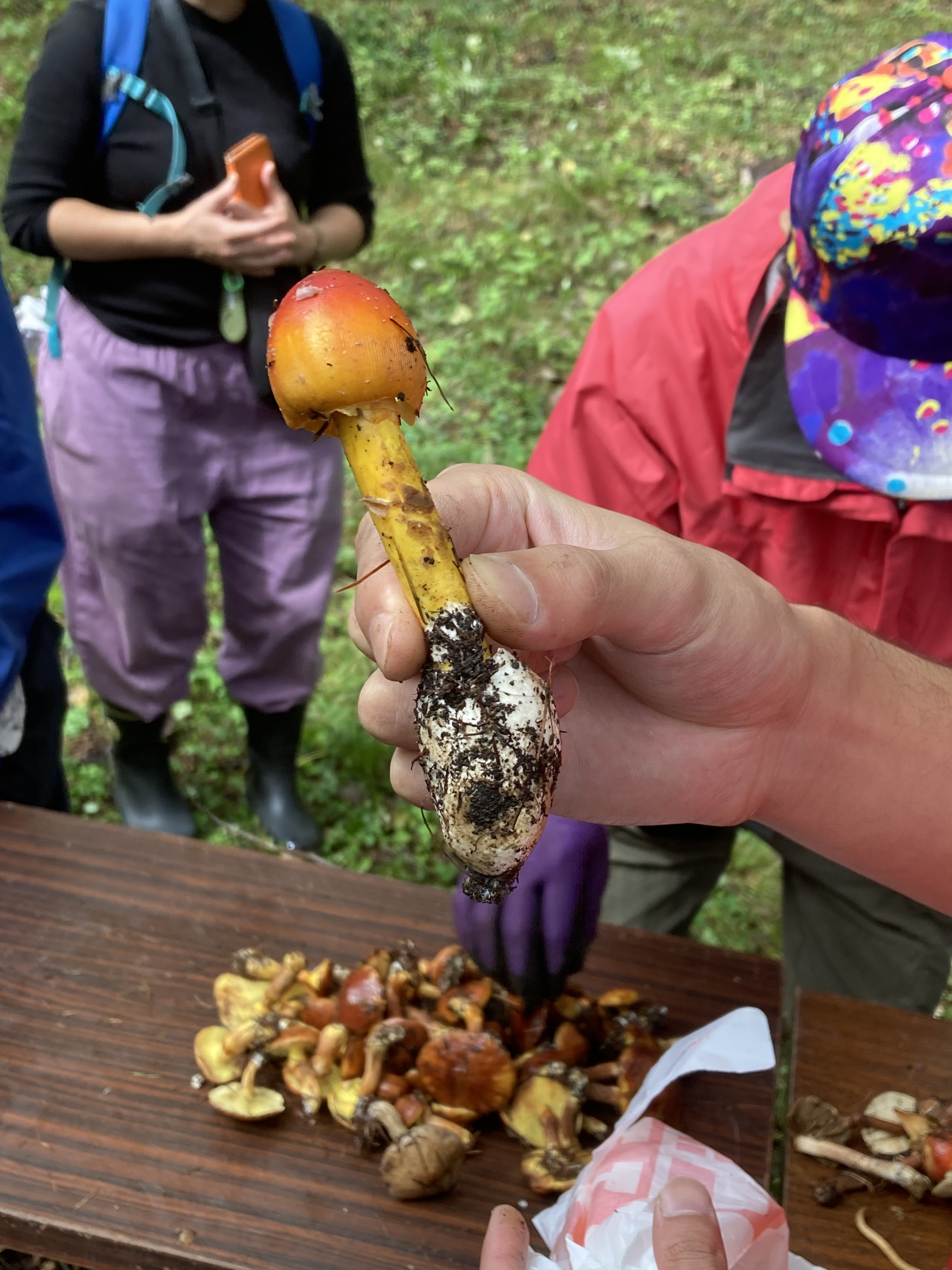 峰の原高原宿泊者限定プラン　秋の味覚！きのこ祭り＆りんご狩りの休日