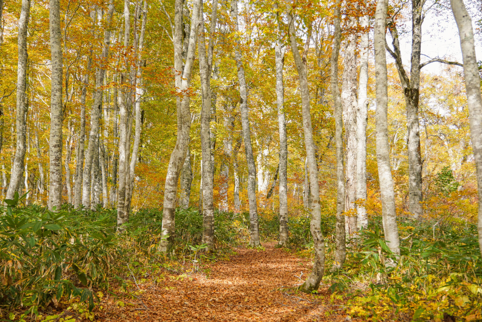 秋色に輝くブナの森で森林セラピー体験