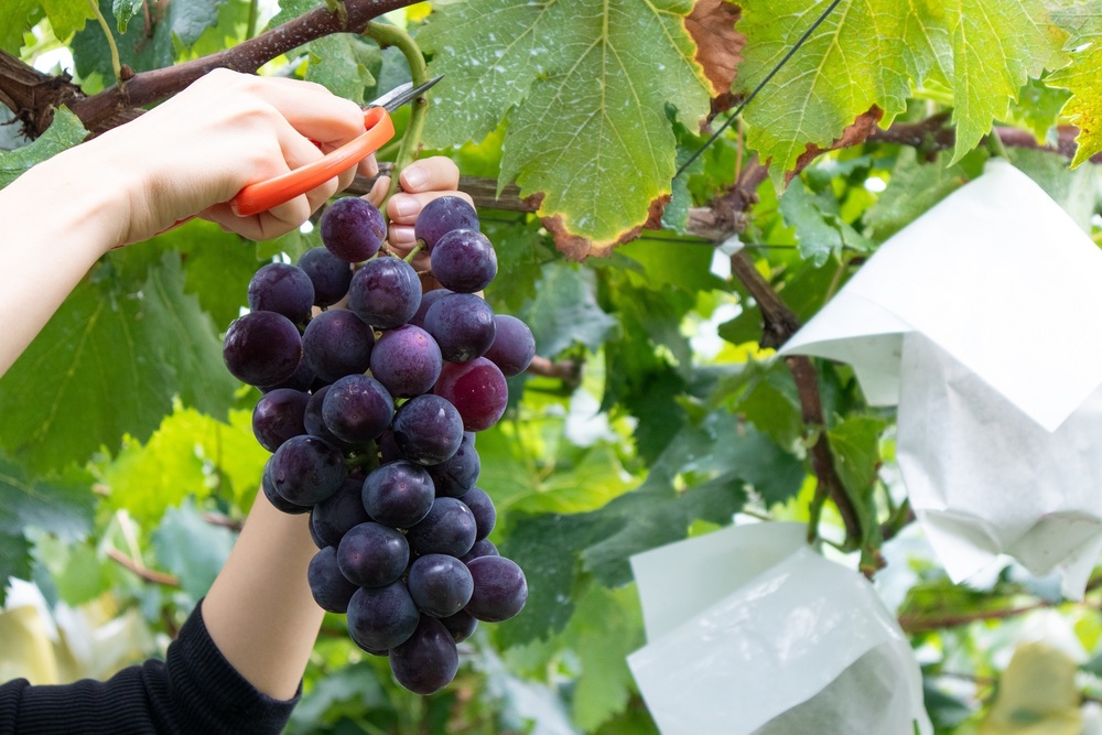 8月下旬～10月中旬頃までは「ぶどう狩り」が楽しめる1