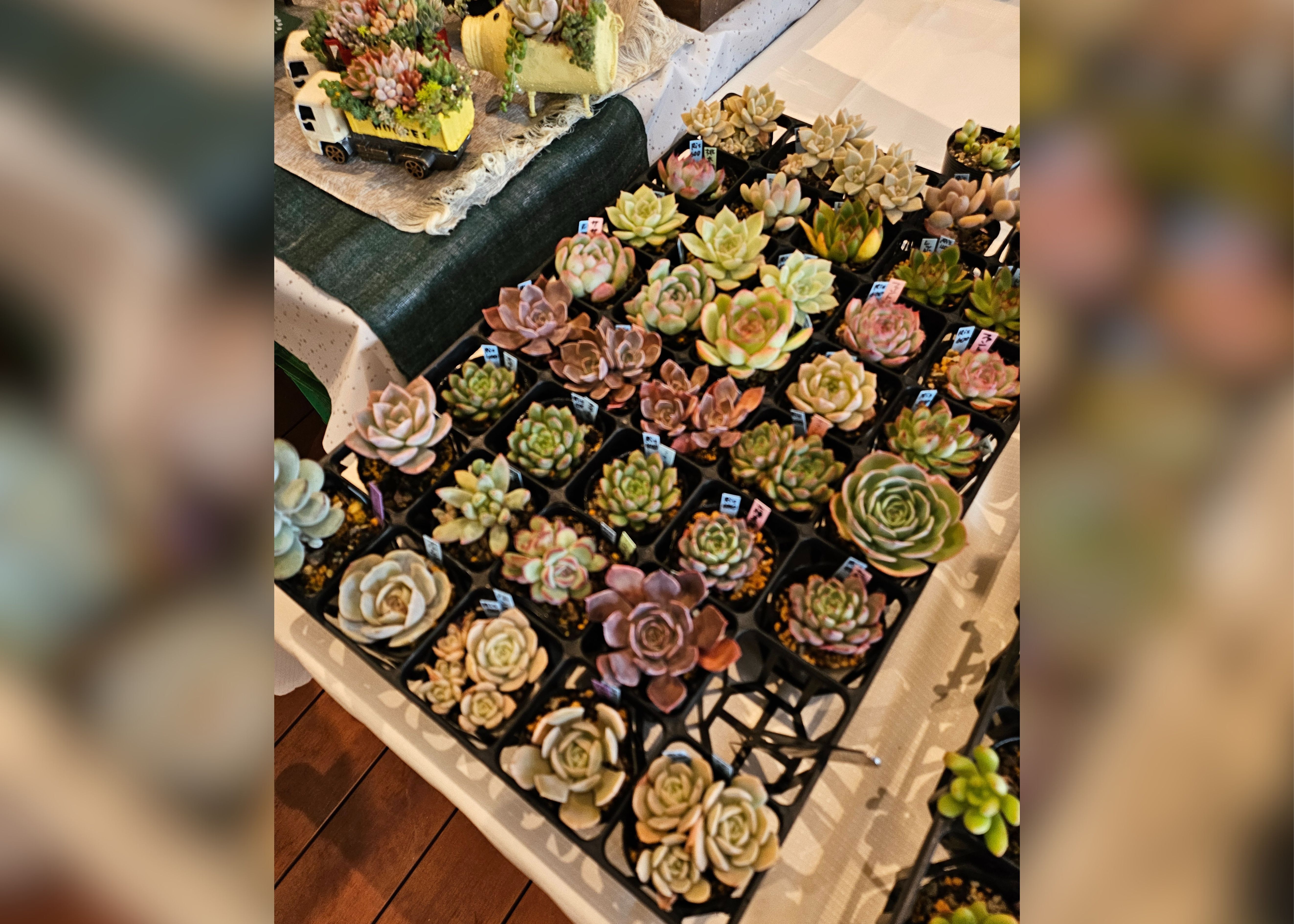 多肉植物販売会