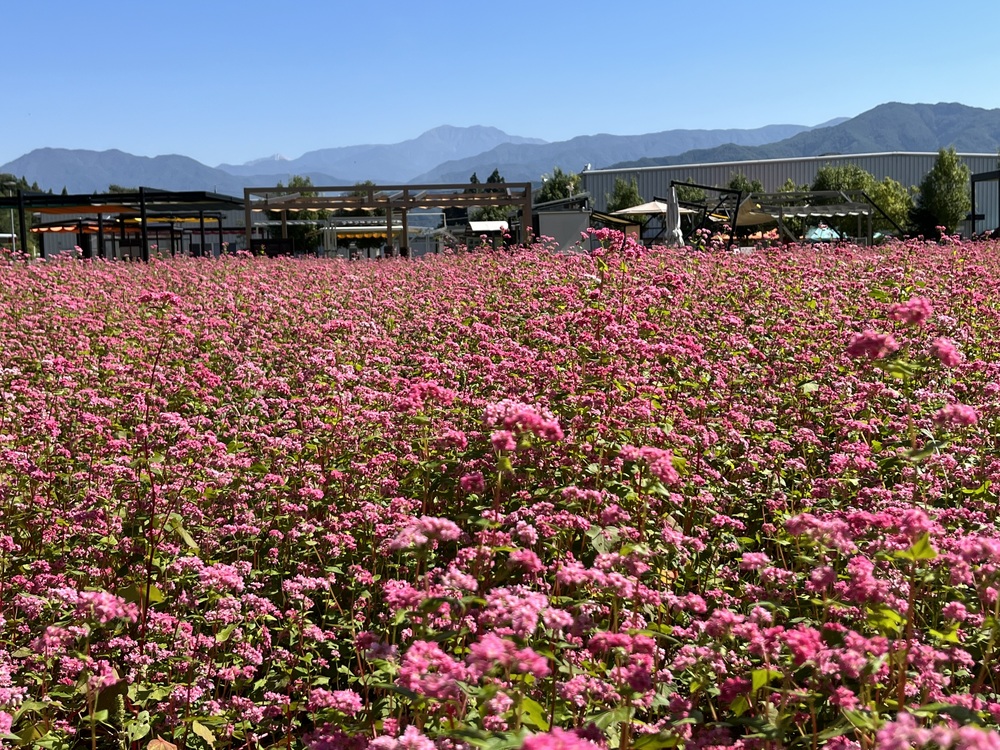 一面の赤い絨毯のような花畑1