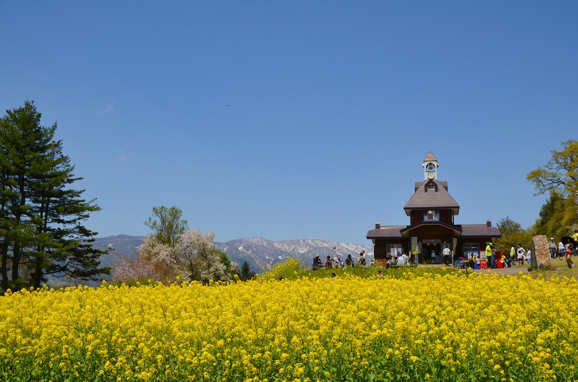 第43回いいやま菜の花まつり