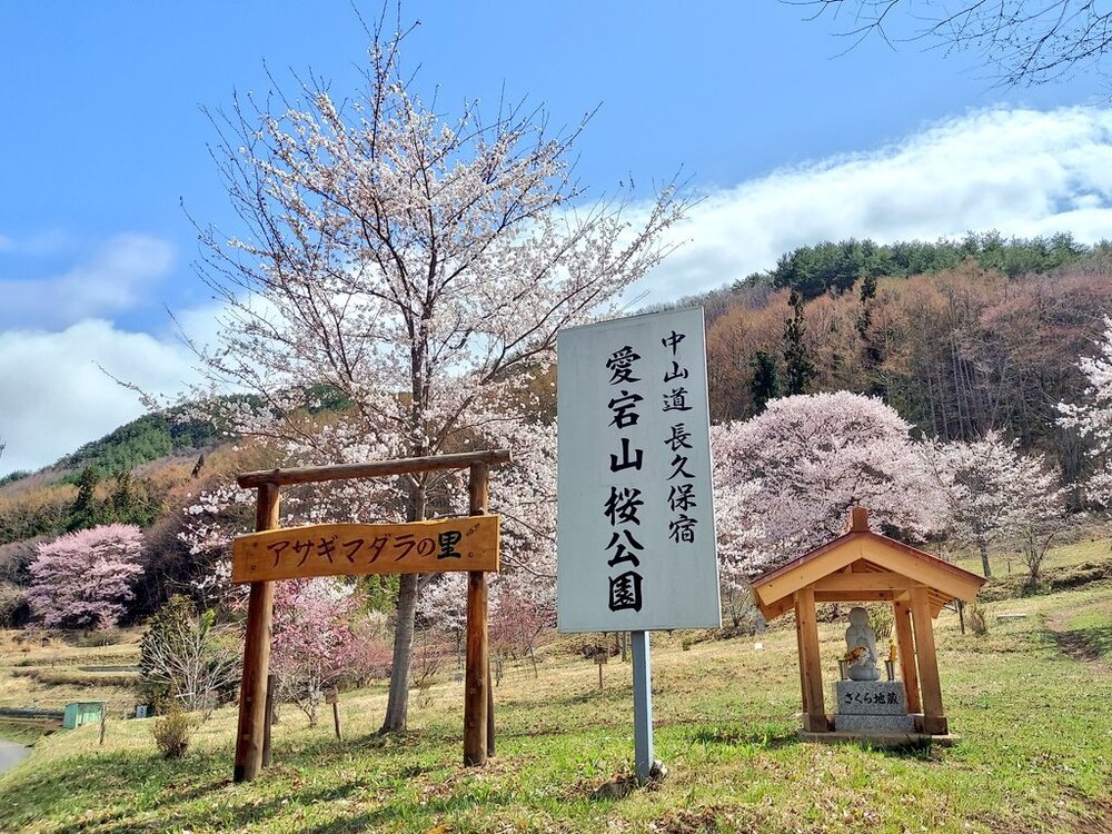 愛宕山桜公園