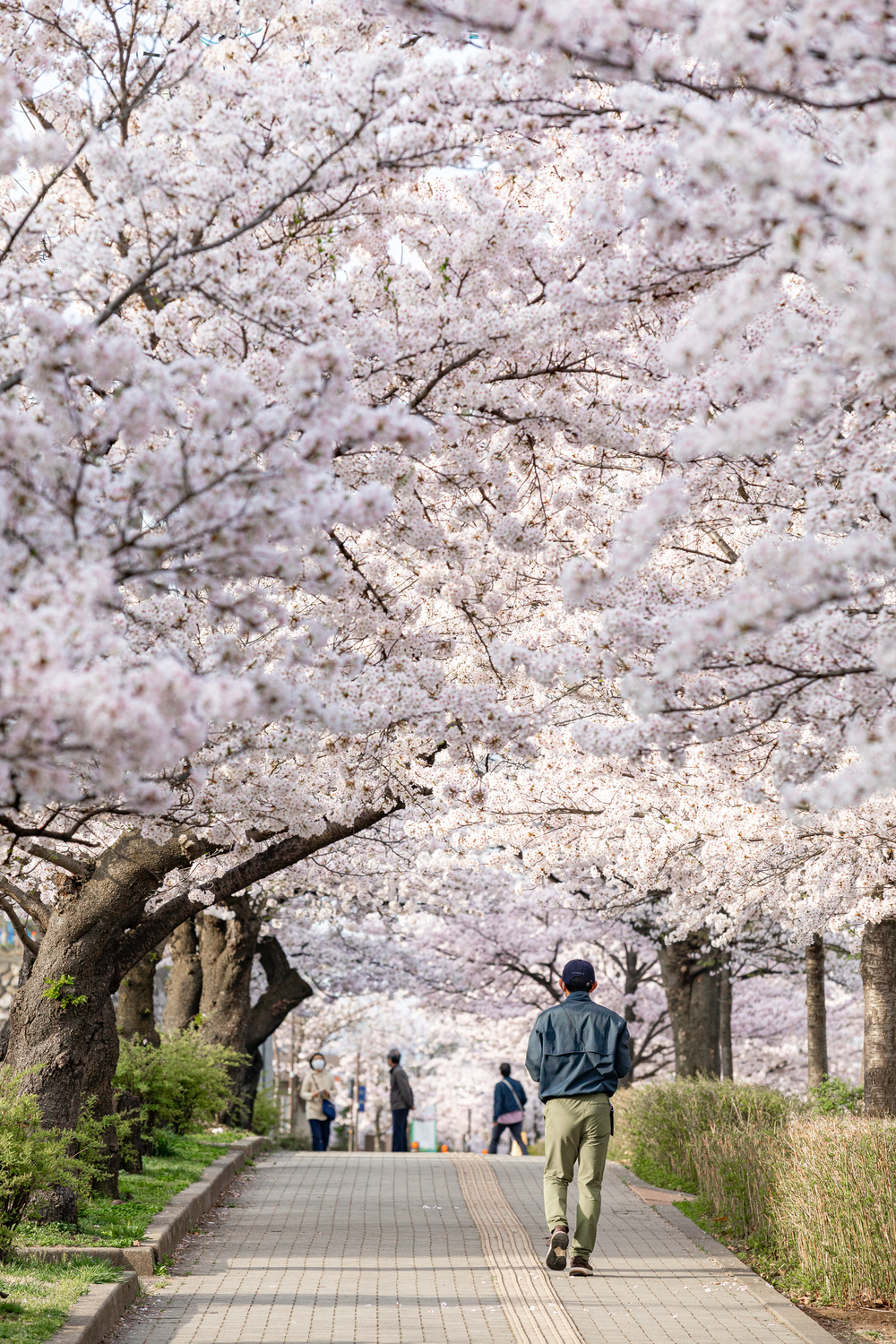 長野市城山公園の桜