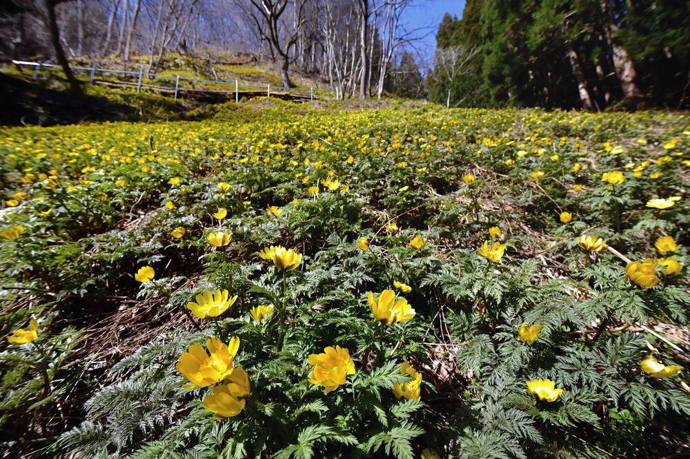 七二会小坂の福寿草