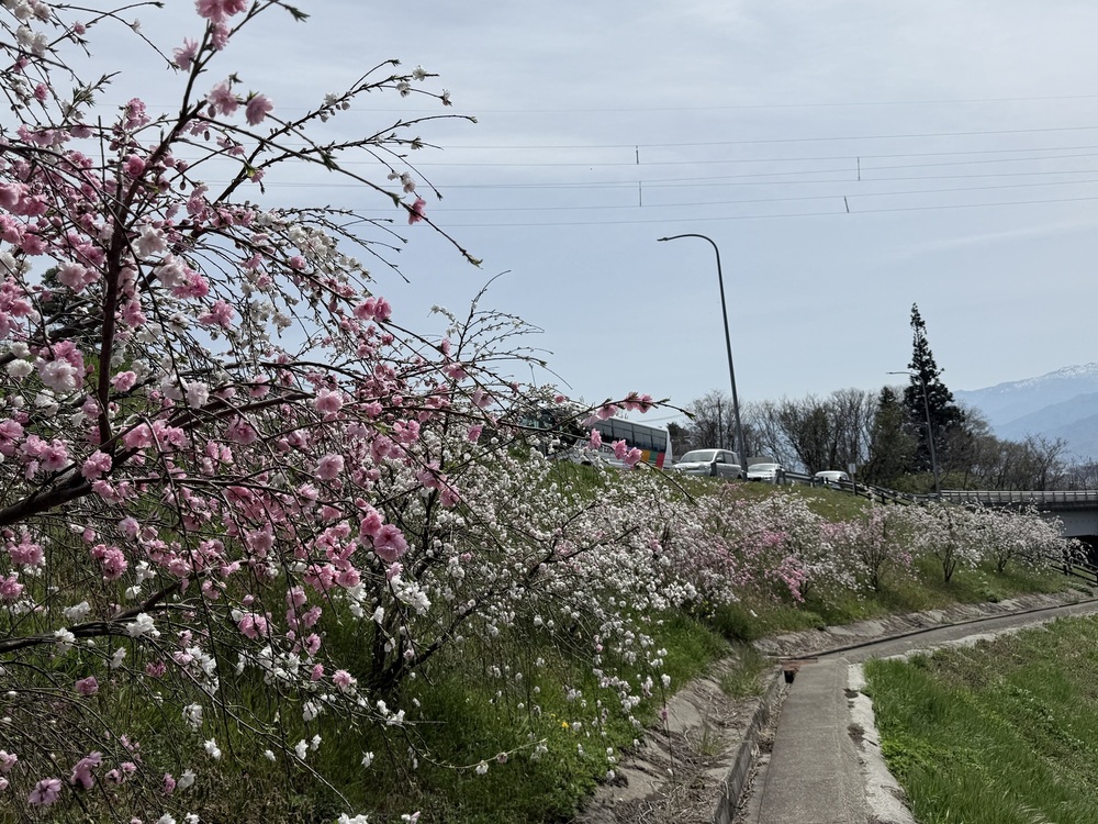 浅川ループライン南斜面の花モモ