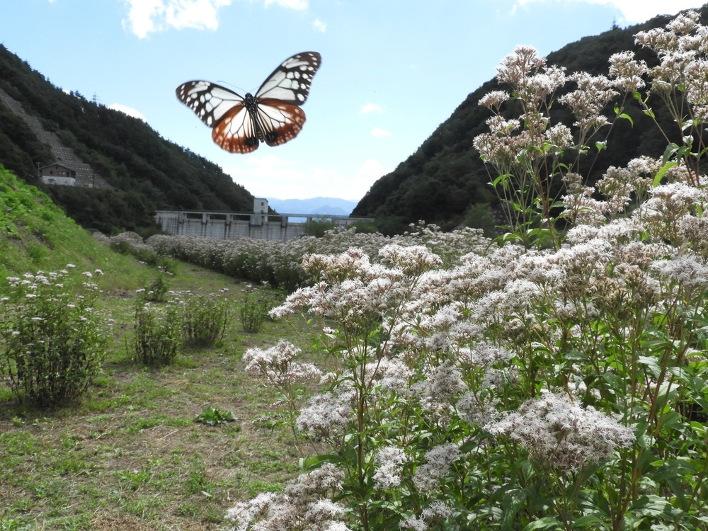 浅川ダム北側のフジバカマ