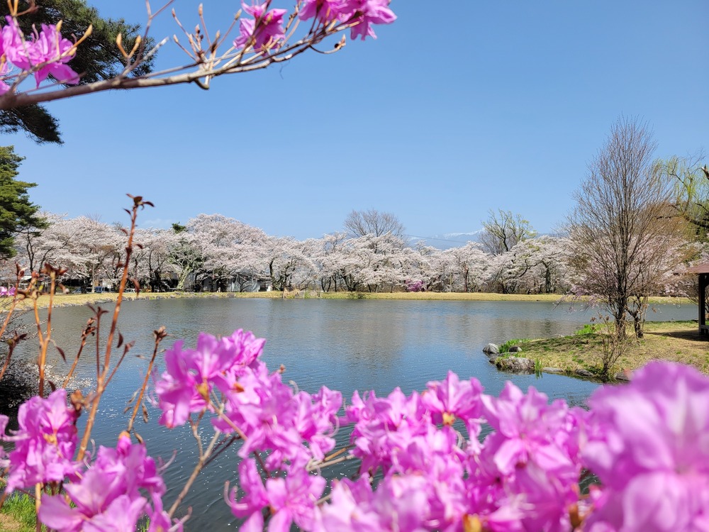 池のほとりに植えられた桜とみつばつつじ1
