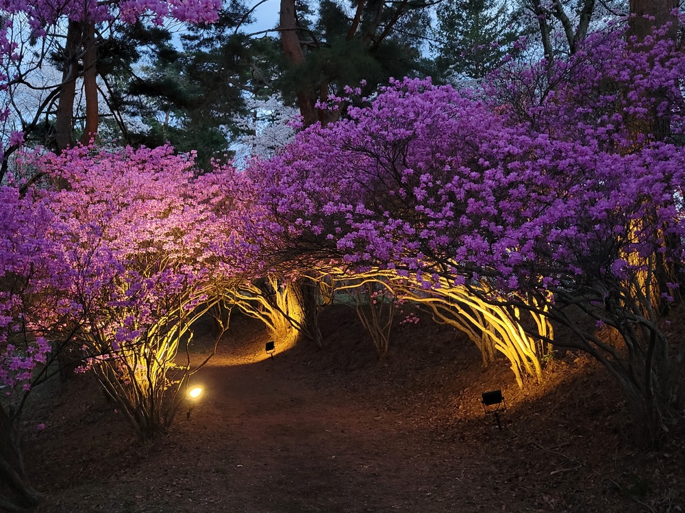 みつばつつじのトンネル1