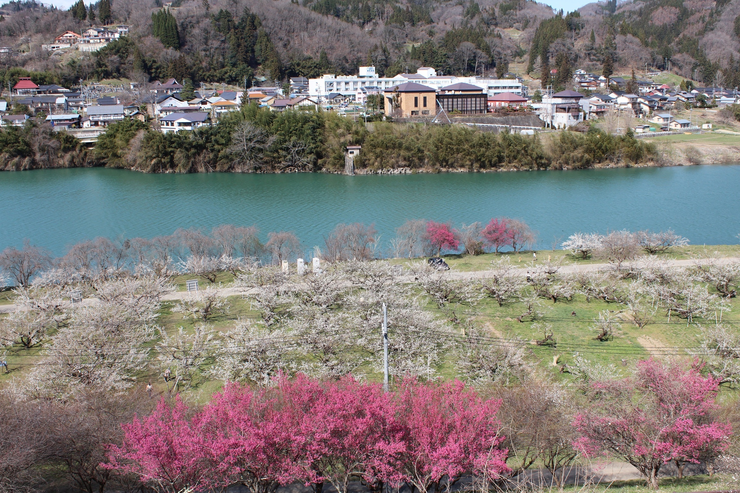 第32回ろうかく梅園花まつり