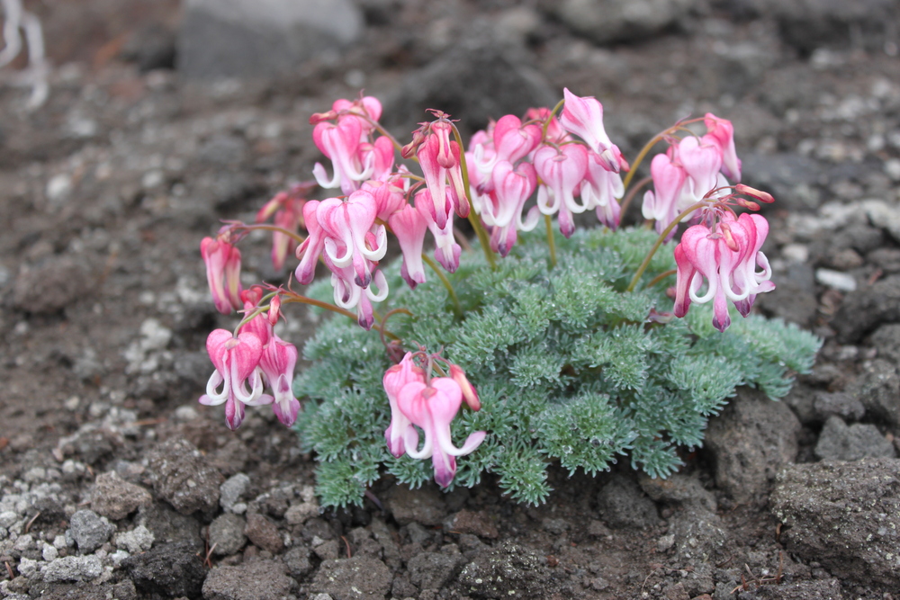 湯の丸高原(池の平)のコマクサ