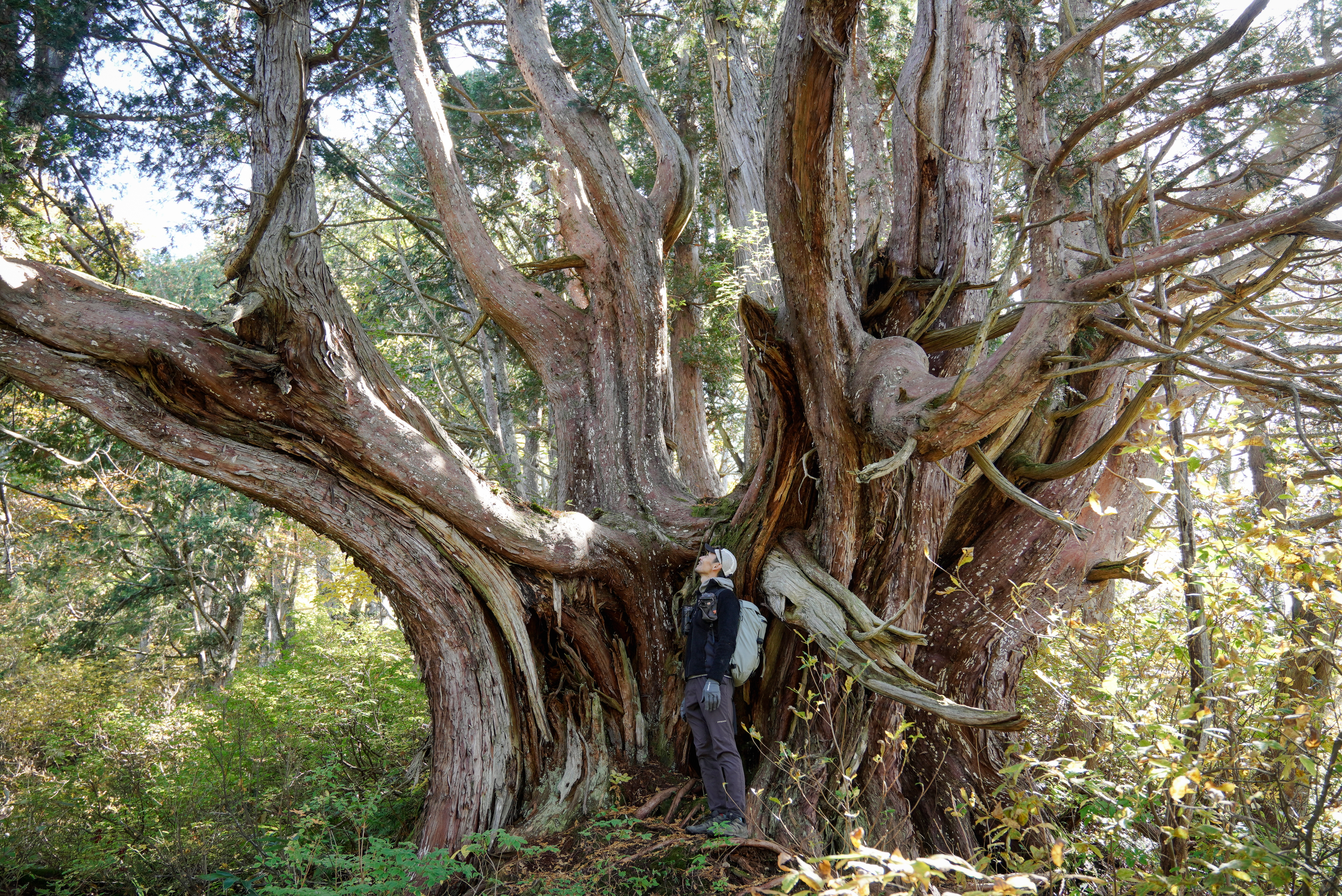 日本最大級‼千年巨大ネズコに会いに行こう