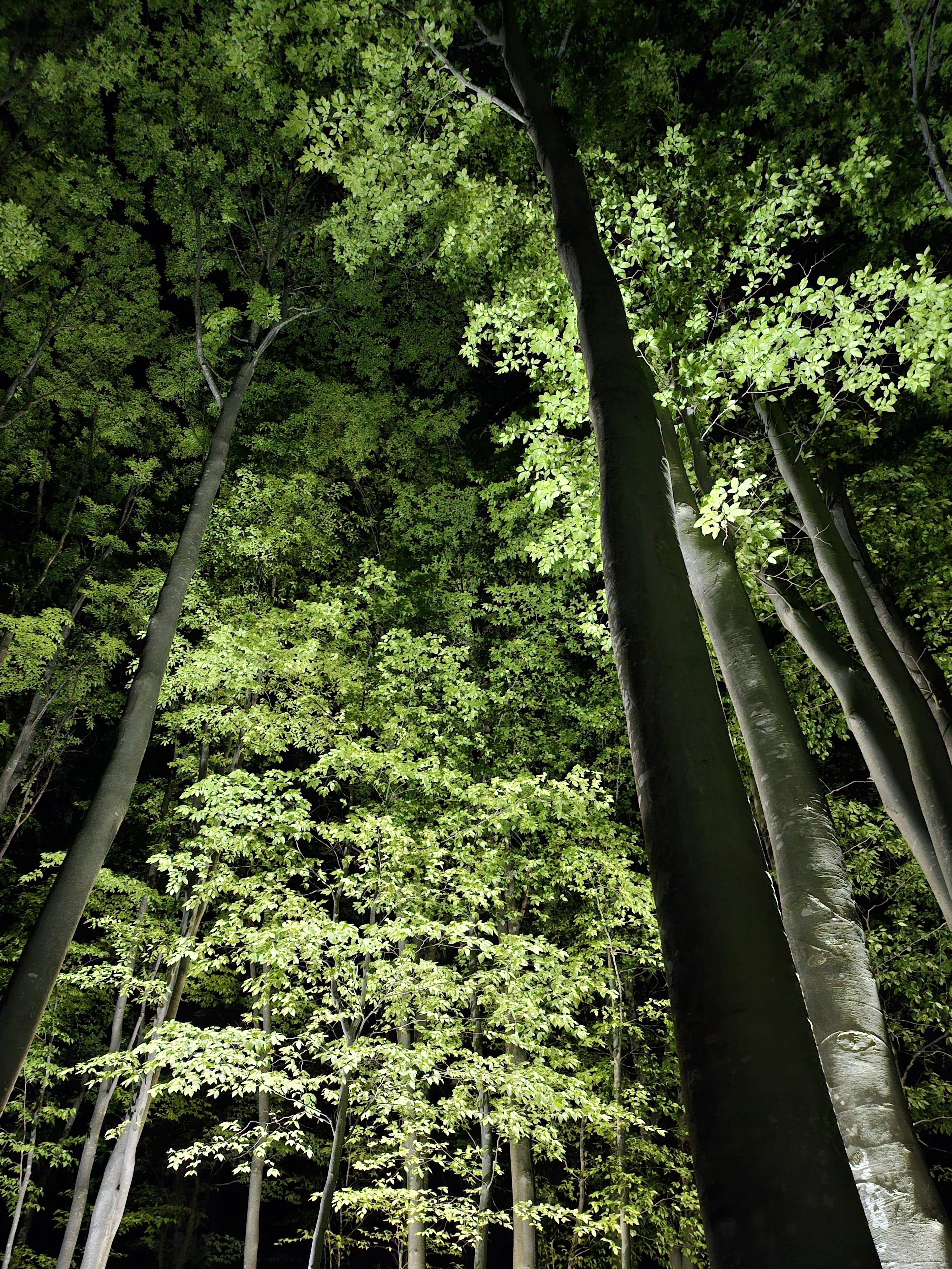 新緑のブナを照らし出すライトアップ