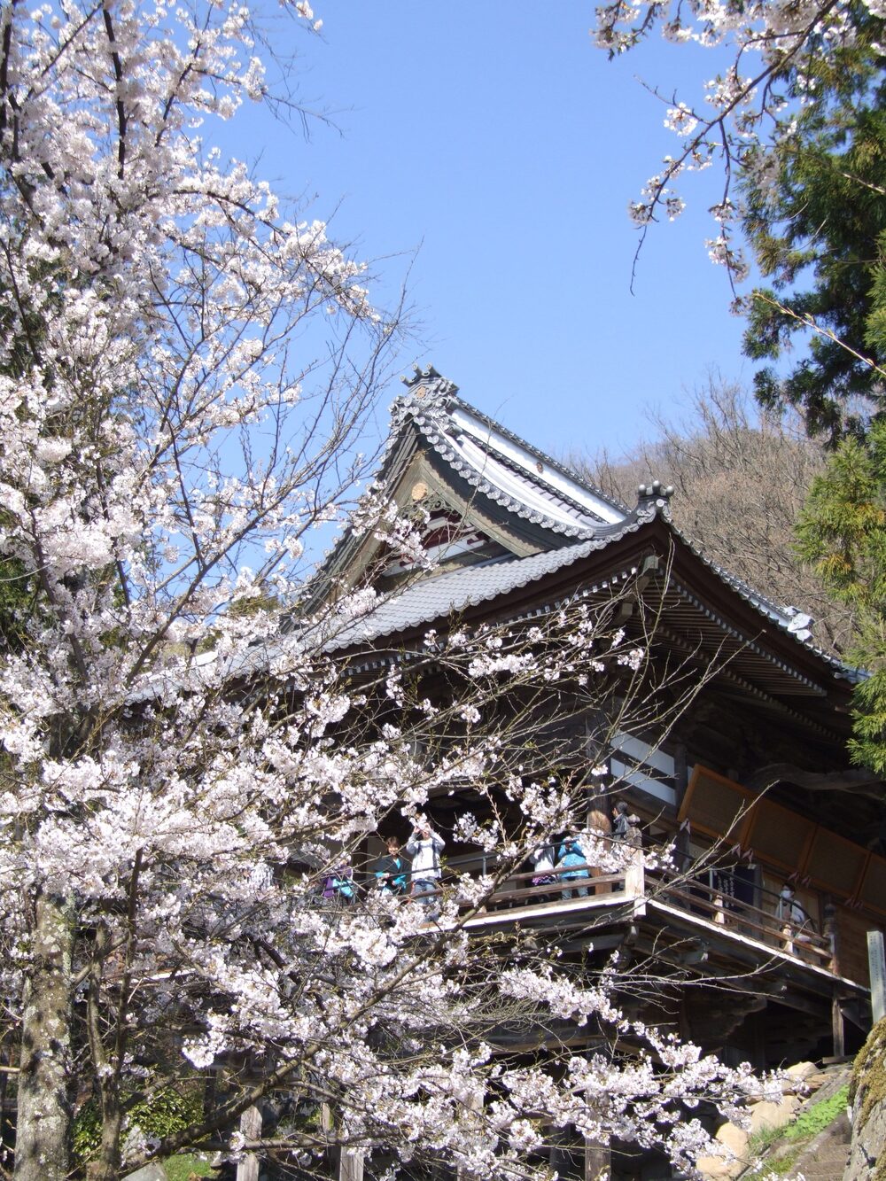 如法寺の桜1