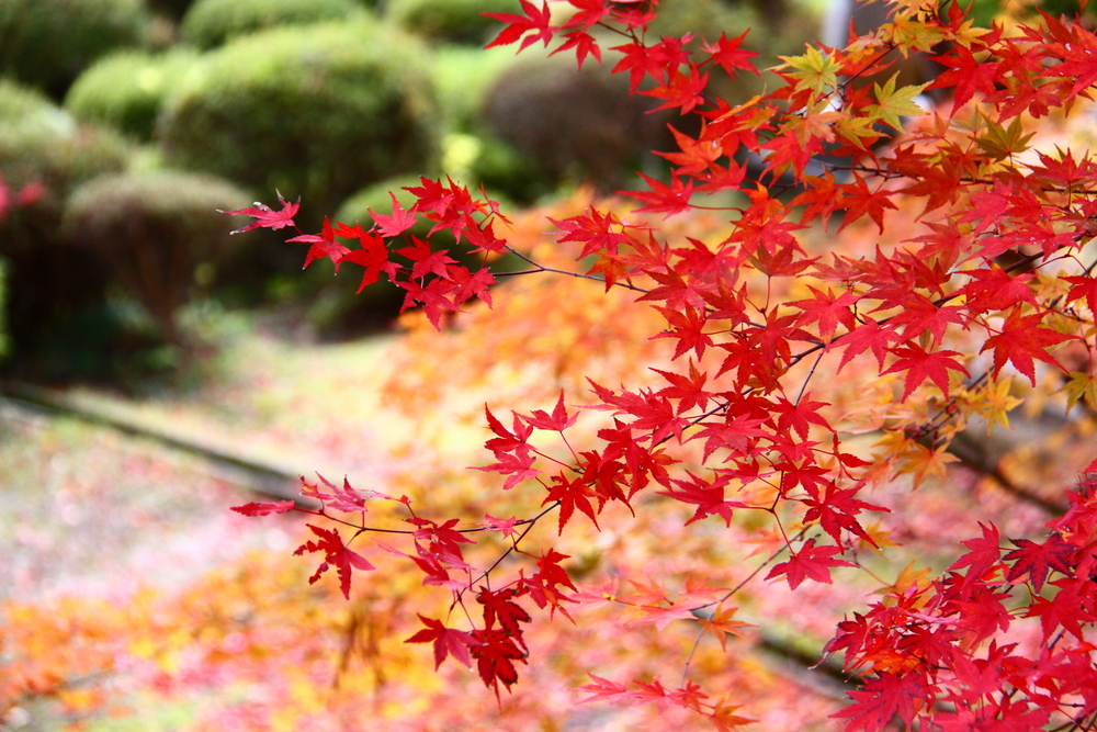 霊閑寺の紅葉1
