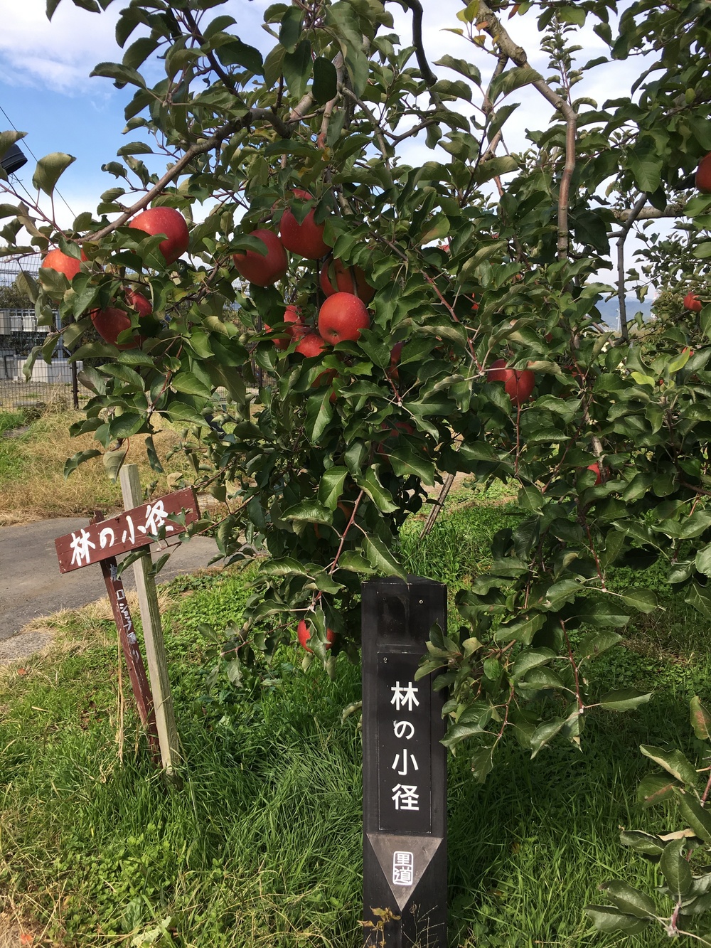 林の小径