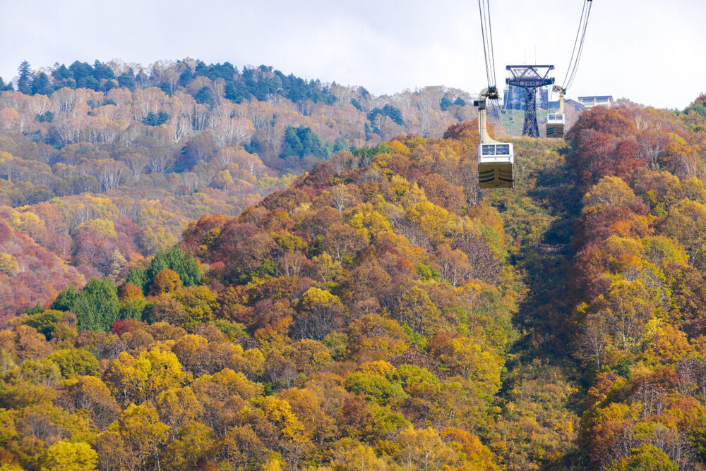 竜王山では例年9月末から10月上旬にかけて紅葉が始まり、10月中旬から本格的な見ごろを迎えます。1